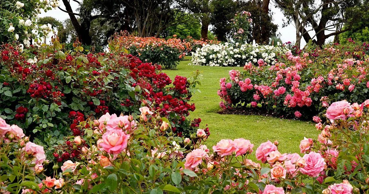 Jardim florido com plantas ornamentais associadas à saúde e ao bem estar.