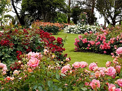 Jardim com flores e plantas que ajudam no bem estar e deixam o ambiente mais saudável.