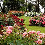 5 plantas de jardim que ajudam a melhorar saúde e bem estar