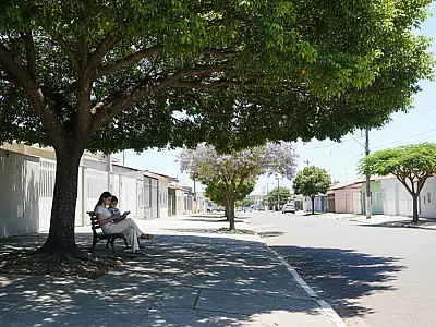 Árvores plantadas estrategicamente funcionam como climatizadores naturais para residências urbanas.