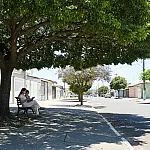 Ar-condicionado natural: 5 árvores que refrescam a casa sem destruir a calçada