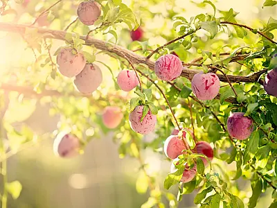 Ameixeira é considerada uma boa opção de árvore frutífera para jardins pequenos.