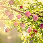 Ameixeira é opção de árvore frutífera ideal para jardins pequenos