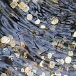 Poucos sabem a verdadeira origem de jogar moedas em fontes