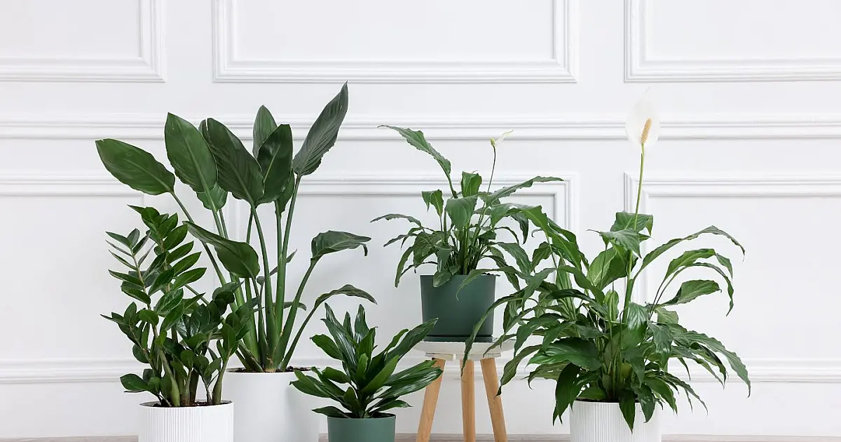 Vasos com plantas aromáticas utilizadas para afastar insetos dentro de casa