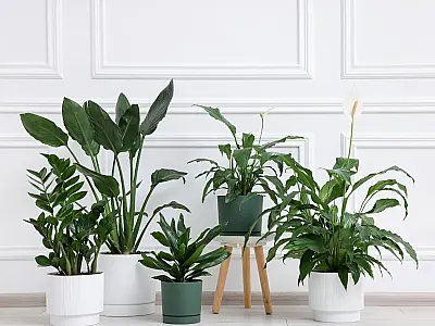 4 plantas que ajudam a afastar insetos da cozinha