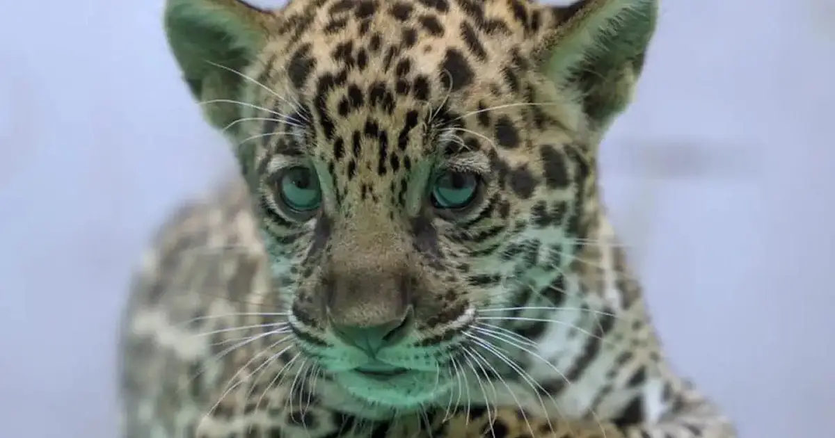 Filhote de onça-pintada chamado Xingu no BioParque Vale Amazônia