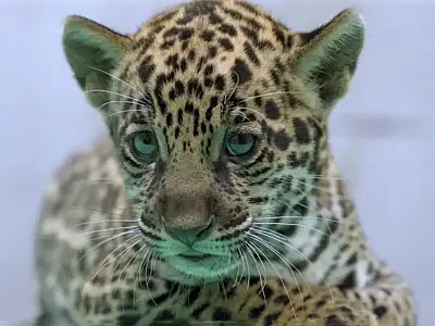 Filhote de onça-pintada Xingu nasceu no BioParque Vale Amazônia, no Pará.