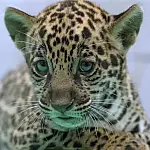 Filhote de onça-pintada nascido no BioParque Vale Amazônia recebe o nome de Xingu