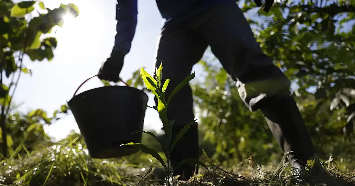 Plano Nacional de Bioeconomia é lançado para alavancar economia verde com foco em biodiversidade até 2035