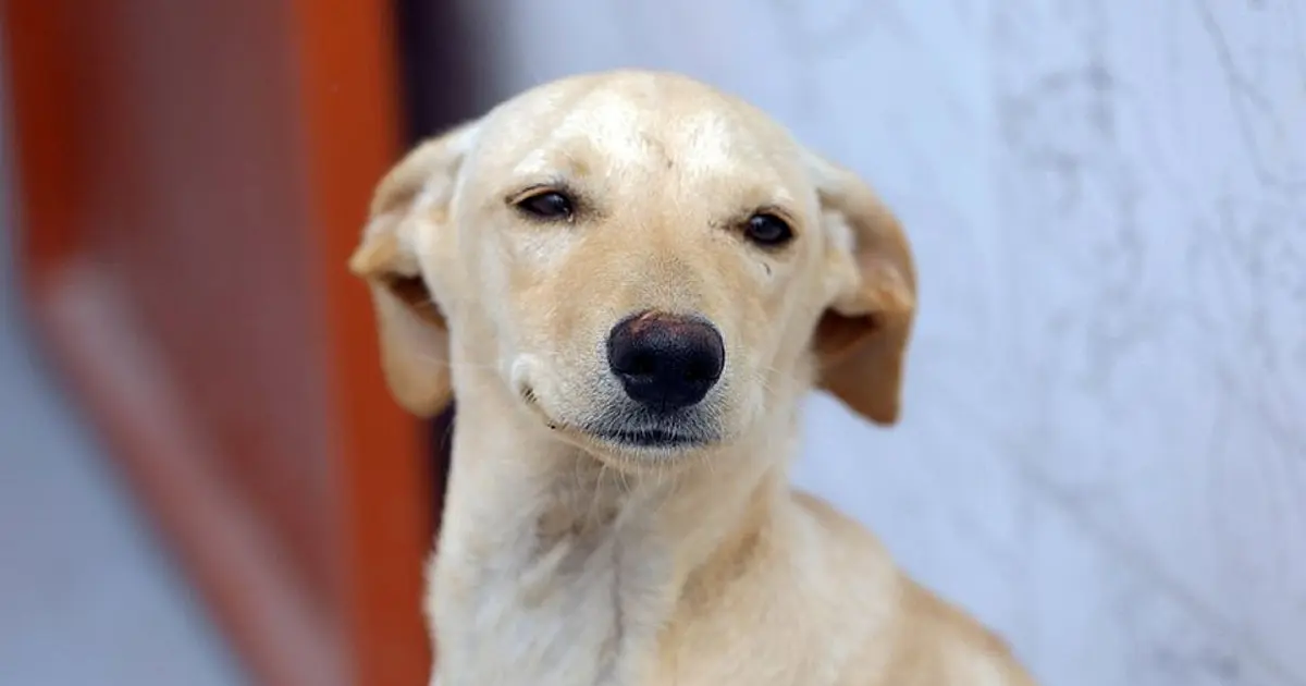 Cão de estimação representando nova lei sobre guarda compartilhada de pets no Brasil.
