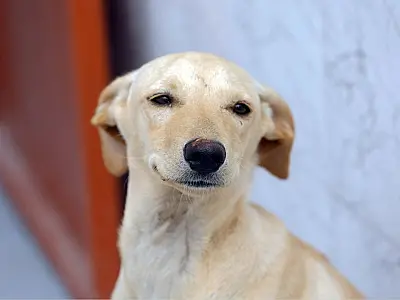 Nova lei estabelece regras para guarda compartilhada de pets em casos de separação.