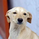 Nova lei define regras para guarda compartilhada de pets após separação