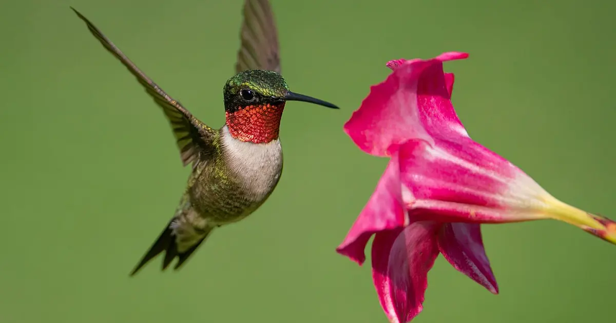 Beija flor pousado próximo a flores representando simbolismo espiritual