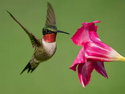 Beija flor é associado em diversas culturas a mensagens positivas e transformação