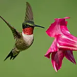 O que significa quando um beija flor entra na sua casa