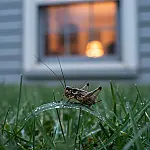 Ouvir grilos à noite é bom sinal? Saiba por que a presença deles indica saúde ambiental