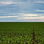 Fazenda avalia criar fundo para renegociar dívidas do agronegócio