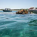 "Rastros invisíveis": Como o DNA extraído da água está revelando a vida marinha na Bahia