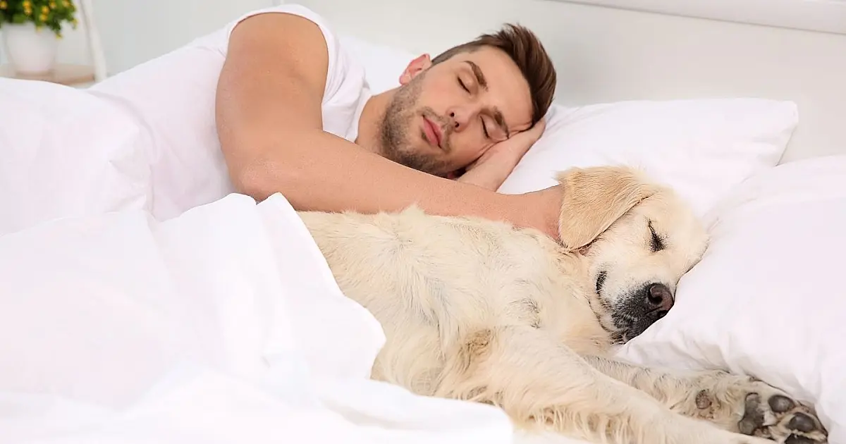 Cão de pelagem clara deitado de olhos fechados coberto por um lençol branco ao lado de seu tutor em uma cama.
