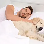 Psicologia explica o hábito de deixar o cachorro dormir na cama