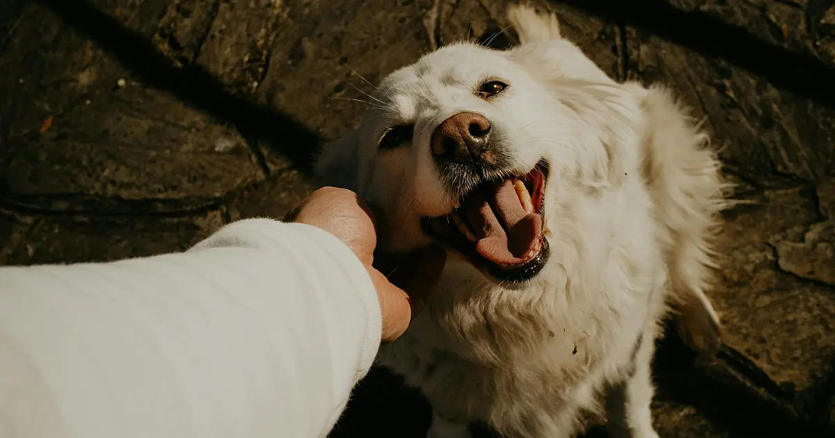 Pessoa acariciando cachorro da raça Golden Retriever durante atendimento veterinário.