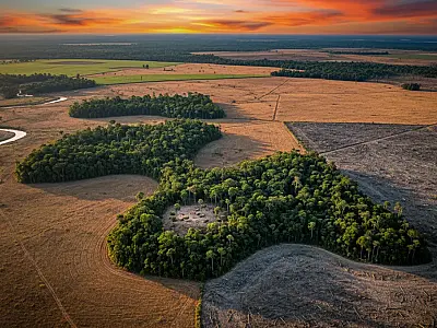 A fragmentação da vegetação dificulta a sobrevivência de espécies e aumenta o risco de extinções locais em todos os biomas brasileiros.