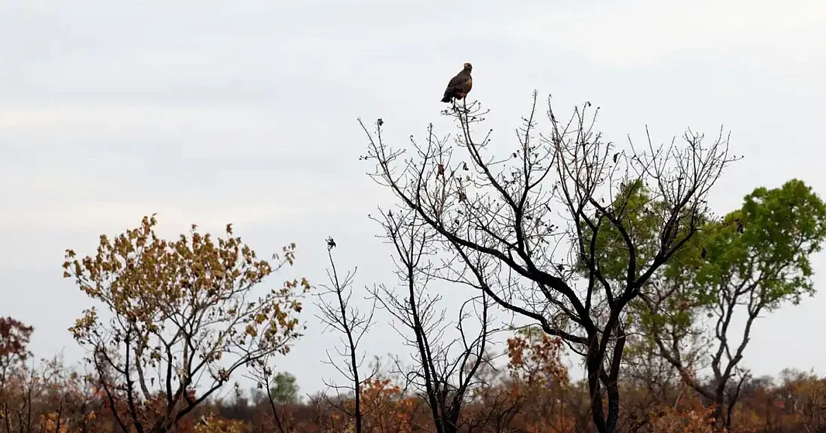 Fotografia em plano médio focando um pássaro nativo pousado sobre um galho seco de vegetação retorcida característica do Cerrado brasileiro, com vegetação nativa ao fundo.
