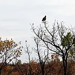 Tecnologia e monitoramento em tempo real reforçam combate a incêndios no Cerrado