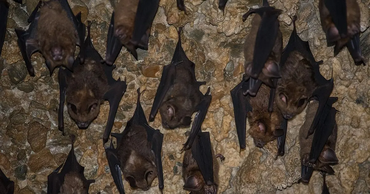 Imagem em plano detalhe de um morcego com as asas recolhidas pendurado no teto de uma caverna rochosa escura.