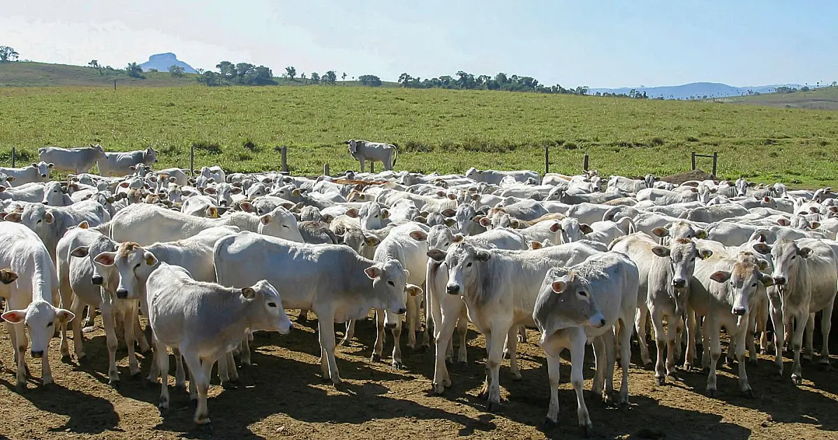 Imagem focada em um grupo de bois da raça Nelore confinados em uma pastagem, olhando em direção à câmera