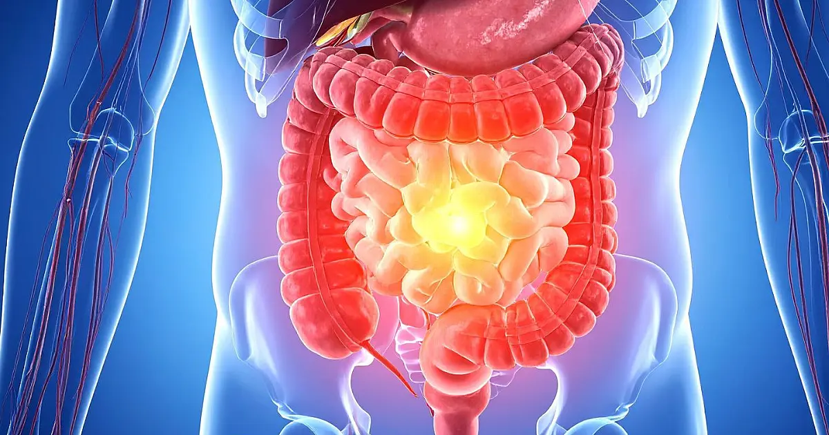 Ilustração médica detalhada do sistema digestório humano, evidenciando o estômago e o trajeto do bolo alimentar pelos intestinos grosso e delgado
