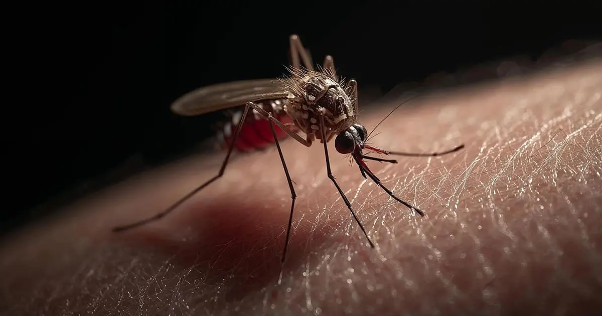 Foto macro focada em um mosquito Aedes aegypti, com suas listras brancas e pretas características, pousado sobre a pele humana