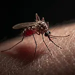 Avanço da dengue na Califórnia acende alerta na saúde pública dos EUA